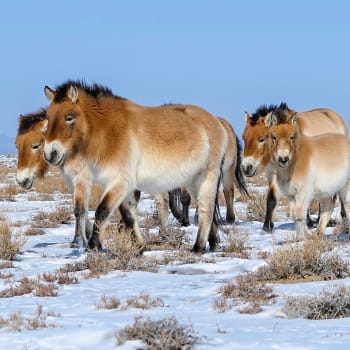 Klisny Anežka, Xara, Greta a Spela dovezené do Mongolska v roce 2012