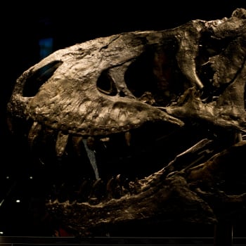 Berlínské přírodovědné muzeum a jeho dinosaurus Tristan - Tyranosaurus rex
