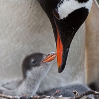 Největší kolonie tučňáků - Obrázek 6
