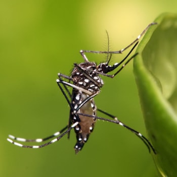 komárv Aedes aegypti - přenašeč viru zika