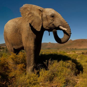 Slon v Tanzánii