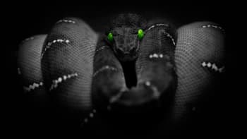 Nejnebezpečnější černé hady světa poznáte ve středu na ZOOMu!