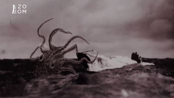 Záhada: Ponorková válka před 100 lety vylákala z hlubin neznámé mořské tvory