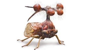 Bizarní tváře hmyzu poznáte v pondělí na ZOOMu!