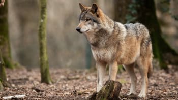 Překvapení houbaři na Karlovarsku našli zraněného vlka. Nemůže hýbat zadní polovinou těla 