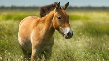 Vědci naklonovali koně Převalského. Hříbě vzniklo ze 40 let staré zmrazené DNA