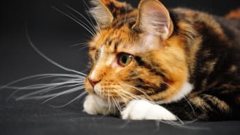 Proč se kočky chovají jako páni světa? Genetici na to přišli!