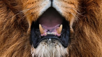 Nejkrásnější portréty divokých zvířat: co tvář, to osobnost!