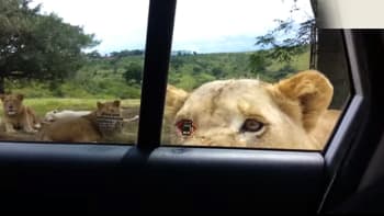 VIDEO: Děsivé! Lev dokázal otevřít dveře od auta, které bylo plné turistů!