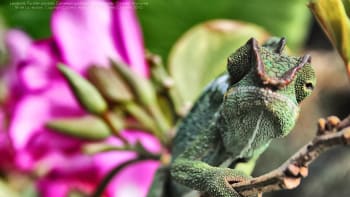 Chameleon pardálí: Horolezectví po květinách mu prostě sluší!