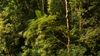 Vědci bojují proti nelegálním těžařům pralesů starými telefony a umělou inteligencí