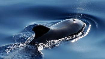 Velryby před vymřením zachrání matematika a satelity... Jak?