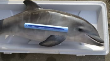 Masakr delfínů: 10 000 ročně zemře, aby se stali návnadou na žraloky