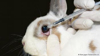 Mají se testovat kosmetika a léky na zvířatech? Ročně se to týká 115 milionů tvorů!