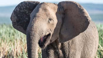 Sloni se začínají rodit bez klů, na vině je člověk. Proč to může vést k jejich vyhynutí?