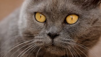 Smrtící kočky: máte doma nejhoršího zabijáka dneška?