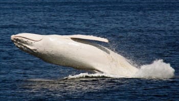 OBRAZEM: Nové fotky jediné bílé velryby jsou dechberoucí