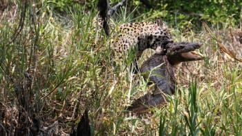Jednooký jaguár proti velkému kajmanovi: Kdo s koho?