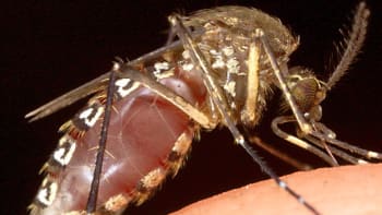 Hmyz jako zbraň: tady jsou geneticky modifikovaní moskyti!