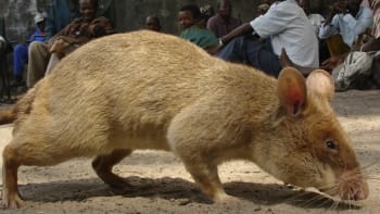 Obří africké krysy i další podivná zvířata uvidíte v sobotu na ZOOMu