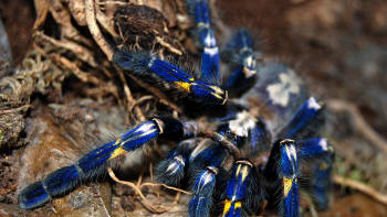 Nejkrásnější pavouk světa - sklípkan kovolesklý