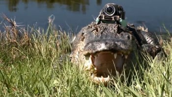 VIDEO: Aligátor s kamerou na hlavě. Co všechno natočil?