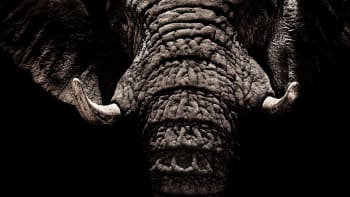 Zatímco Čína prodej slonoviny zakázala, Zimbabwe si od prodeje slibuje peníze na financování národních parků