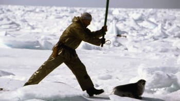 Brzy začne masakr 300 000 tuleních mláďat. Proč?
