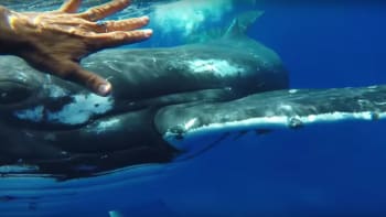 VIDEO: Drsné záběry ukazují, jak velryba zachránila potápěčku před útokem žraloka! Jak se jí to povedlo?
