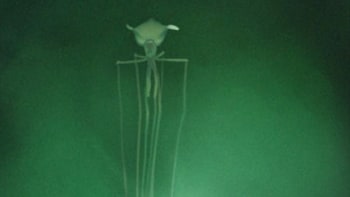 Jako z hororu: vědci natočili obří krakatici s extrémními chapadly