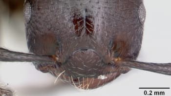 Vědci objevili ninja-mravence: maskují se za něco úplně jiného