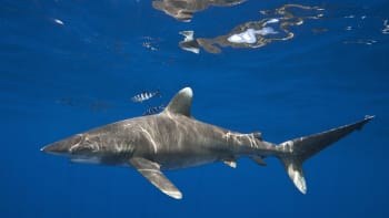 Největším lovcem lidí je žralok dlouhoploutvý. Zabil už stovky trosečníků z lodí a letadel