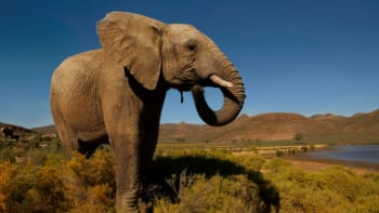 Konec boje proti pytlákům! Sloni se budou zabíjet dál