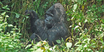 Ohrožené gorily se zotavují. Za poslední roky jejich počet výrazně vzrostl