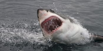 Žraloci zaútočili na katamarán, začal se potápět. Trosečníci vysílali tísňové signály 