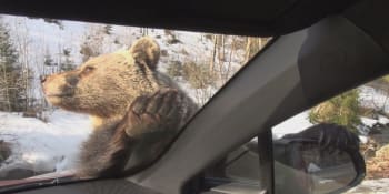 Tříletý medvěd Míša naháněl turisty kvůli jídlu. Ochránci přírody ho museli zastřelit