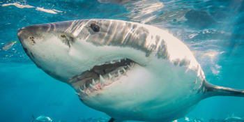 Žraloci stále častěji vyhledávají rušné pláže, zjistili vědci. Kde je největší hrozba útoku?