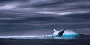 Japonsko se od června vrací k tradici! Po 32 letech se tam obnoví komerční lov velryby