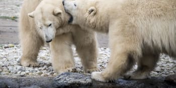Roste kanibalismus mezi ledními medvědy. Může za to nedostatek potravy, lidská činnost i změna klimatu