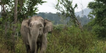 Rozzuřený slon ušlapal stařenku. Během jejího pohřbu se vrátil a zaútočil na tělo znovu