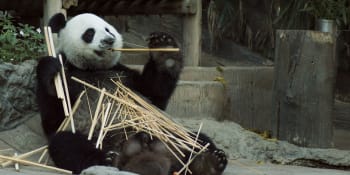 Recyklovat se dá téměř vše: Na trh jdou kapesníčky z pandího trusu