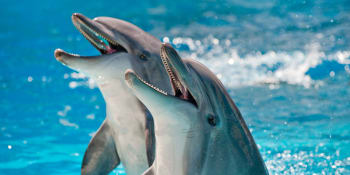 Rusko nasadilo na obranu Krymu delfíny, tvrdí Britové. Mají bránit před nepřátelskými potápěči