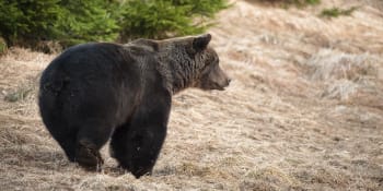 Drsné záběry útoku medvěda v Tatrách: Drápal mě a já ho kopal do hlavy, popisuje napadený