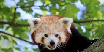Hledá se panda červená! Utekla ze ZOO v Plzni