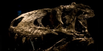 Konkurence Tyrannosaura rexe. Vědci objevili starodávného predátora se žraločími zuby