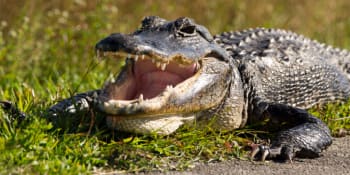 Tragédie na golfovém hřišti: Žena spadla do jezírka s aligátory, na břeh doplavat nestihla