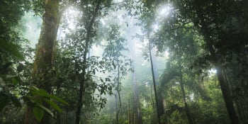 Producenti čokolády zachraňují deštné lesy