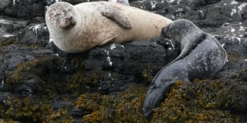Smrtící následek turistického selfie. Kvůli jedné fotce muselo zemřít tulení mládě