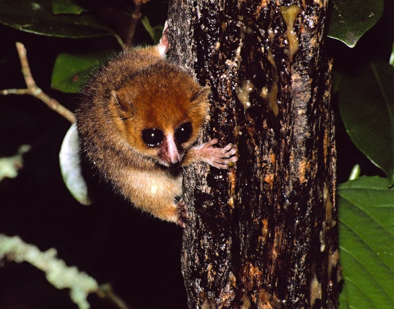 Madagaskarští duchové - lemur červený