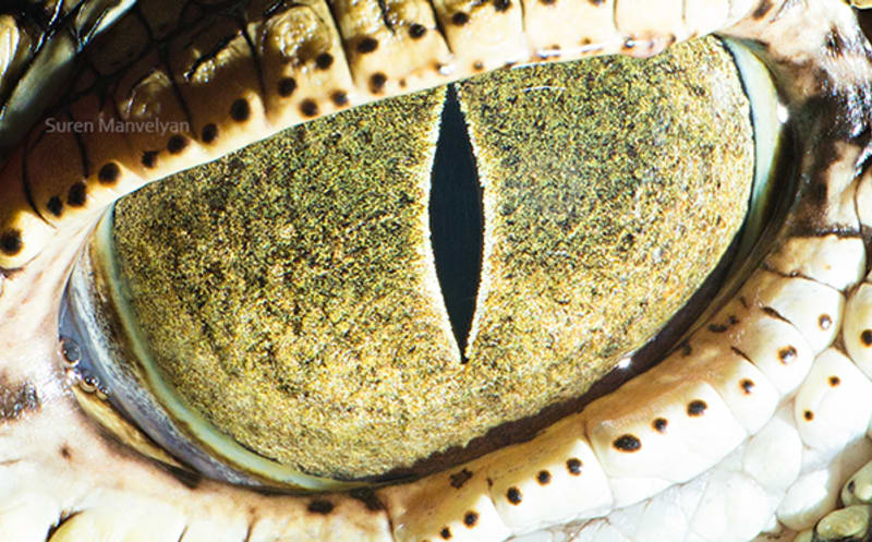 Oko krokodýla
